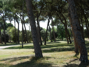 trenpalau3