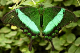 Butterfly Park