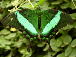 Butterfly Park