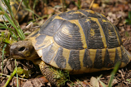 Tortugues de l'Albera