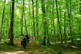 fageda d'en jordà