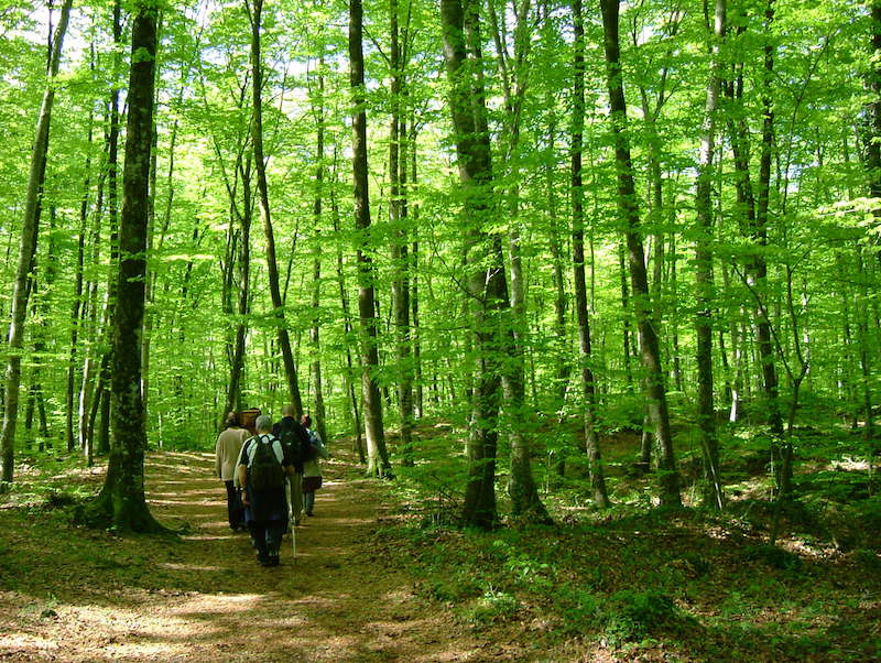 fageda jorda con niños