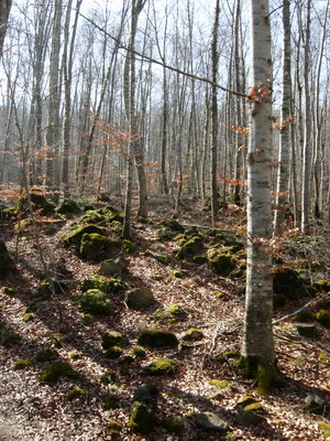 fageda d'en jorda