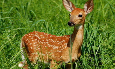 ver animales salvajes con los niños