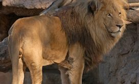 zoo de barcelona