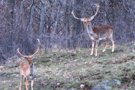 mónnatura pirineus