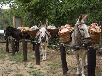 ver animales salvajes con los niños