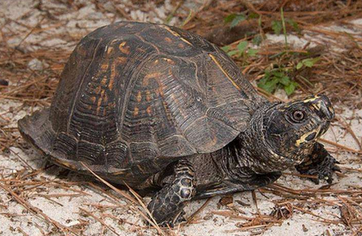 La Vallée des Tortues