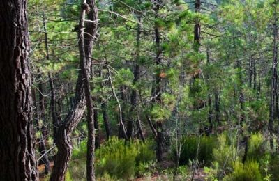 vall de mascanada i riera de les comes