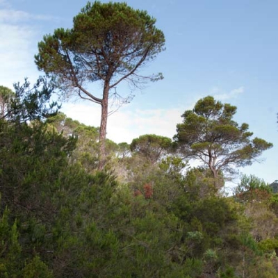 vall de mascanada i riera de les comes