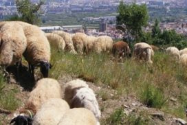 a pasturar amb nens
