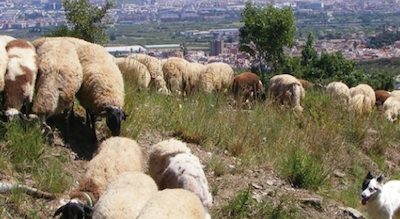 a pasturar amb nens