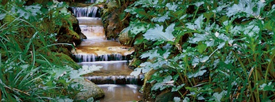 jardí botànic històric