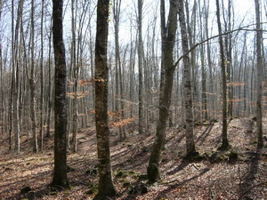 EXCURSIÓN CON NIÑOS POR LA FAGEDA D'EN JORDÀ