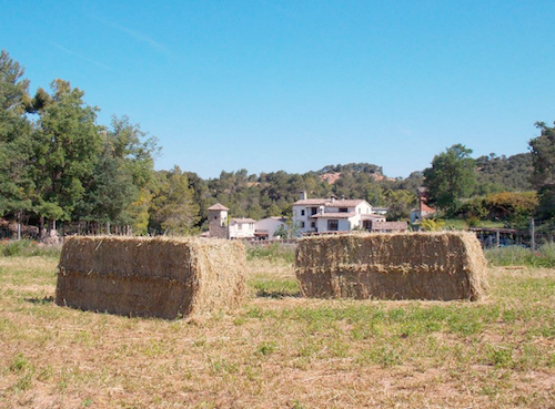calçotades amb nens