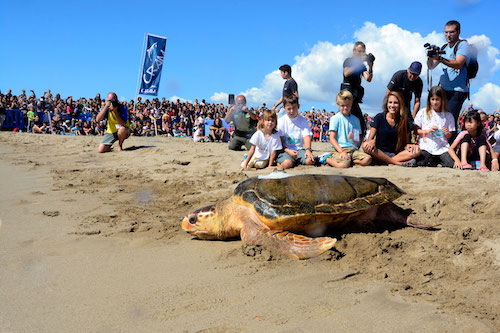 ALLIBERAMENT DE TORTUGUES