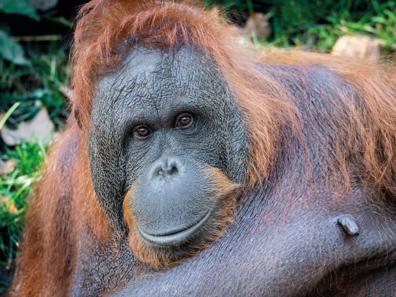 Zoo de Barcelona