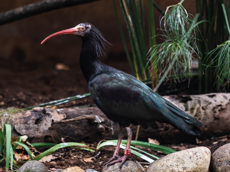 Zoo de Barcelona