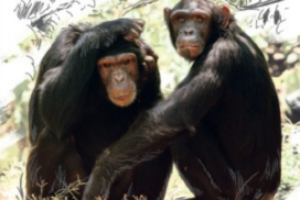 TALLER FAMILIAR SOBRE LOS PRIMATES EN GRANOLLERS