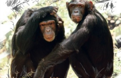 TALLER FAMILIAR SOBRE LOS PRIMATES EN GRANOLLERS