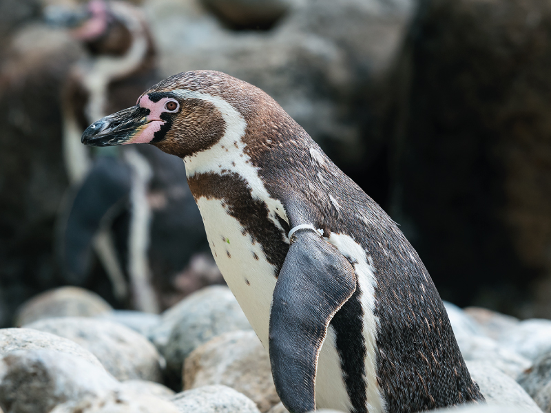 Zoo de Barcelona