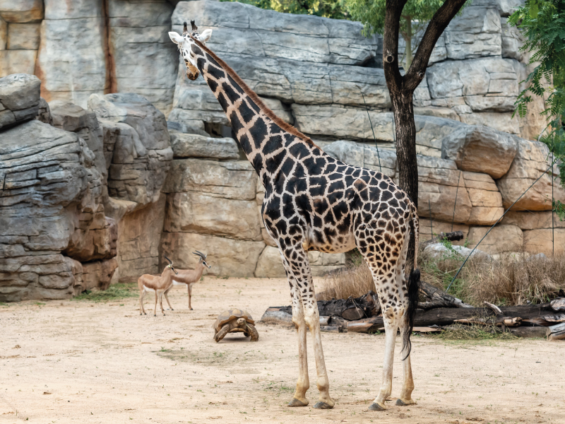 VISITA EL ZOO DE BARCELONA EN FAMILIA amb