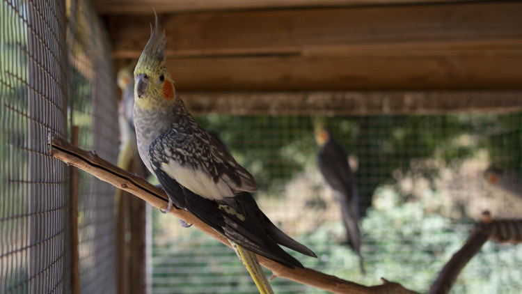 jardín de los pájaros