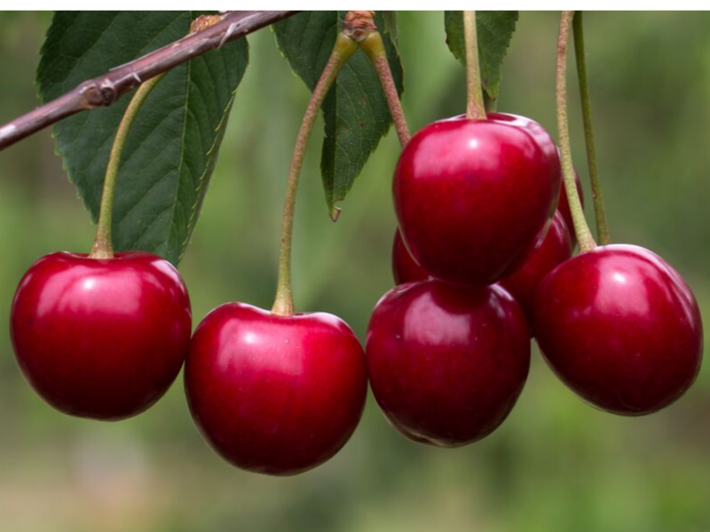 postres con cerezas