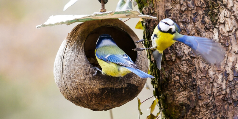 CASITAS PARA PÁJAROS - Sortir amb nens