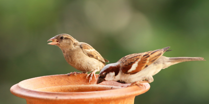 casitas para pájaros