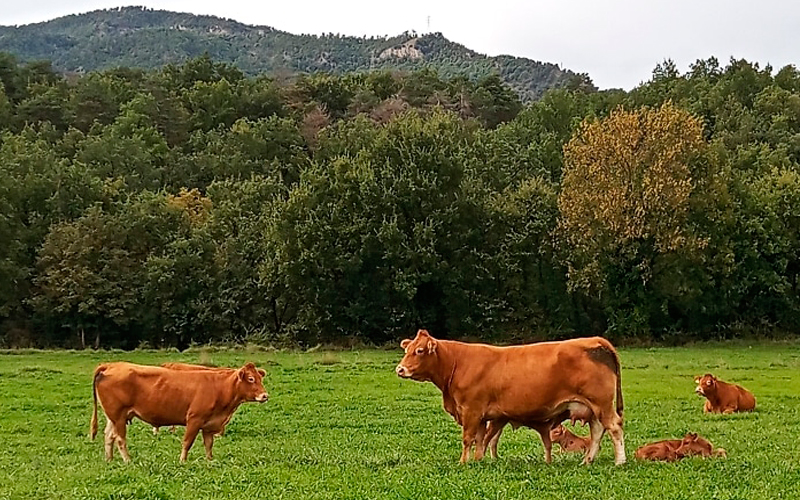 escapada amb nens als Bufadors de Beví