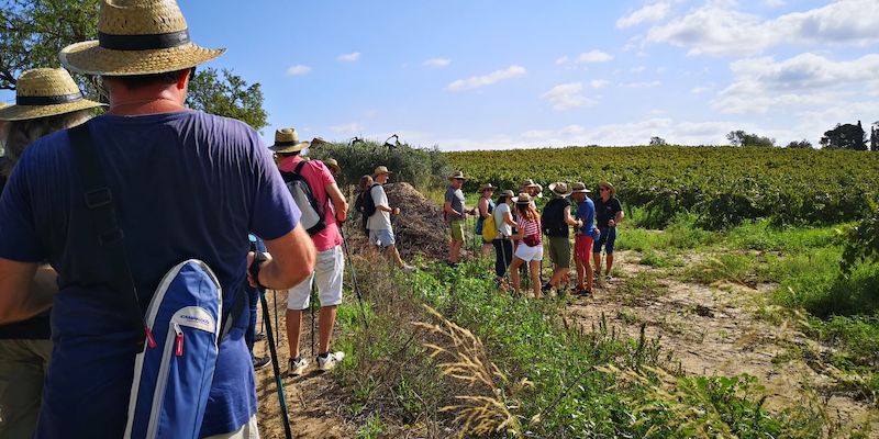 primavera del cava