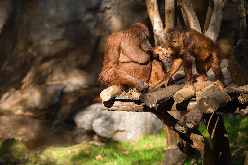 Zoo de Barcelona