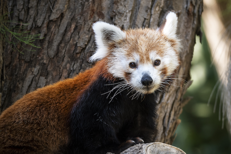 Zoo de Barcelona