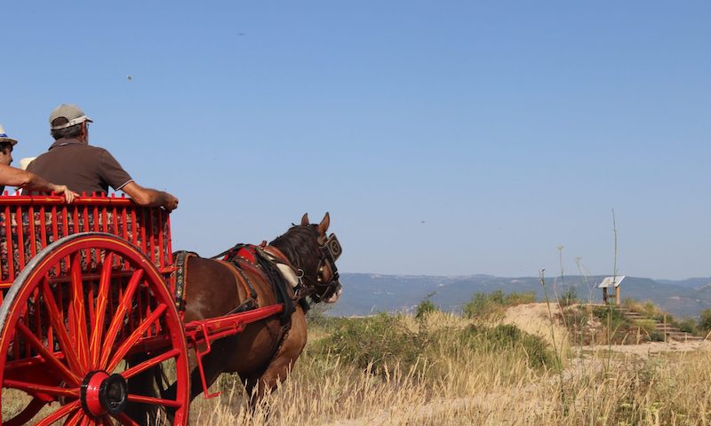 actividades con animales tarragona para hacer con niños