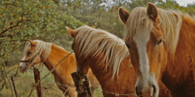 actividades en la Anoia en familia