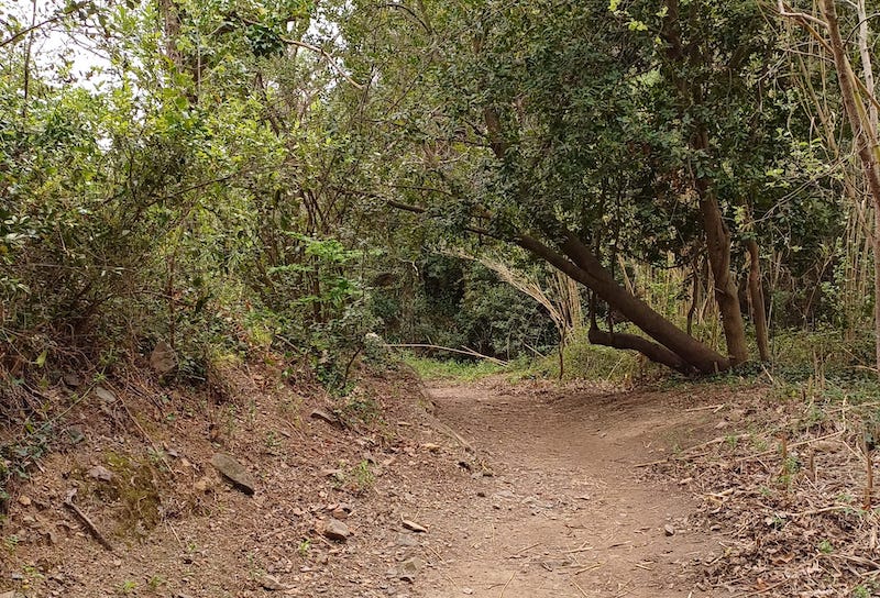 Camí del Rec a la Selva del Camp