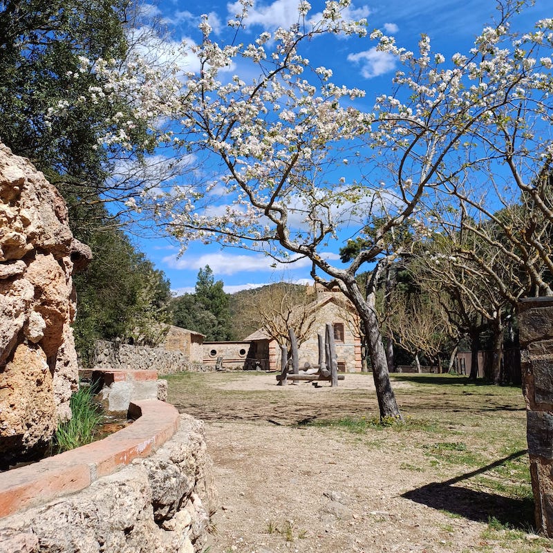 excursió bosc pintat de poblet