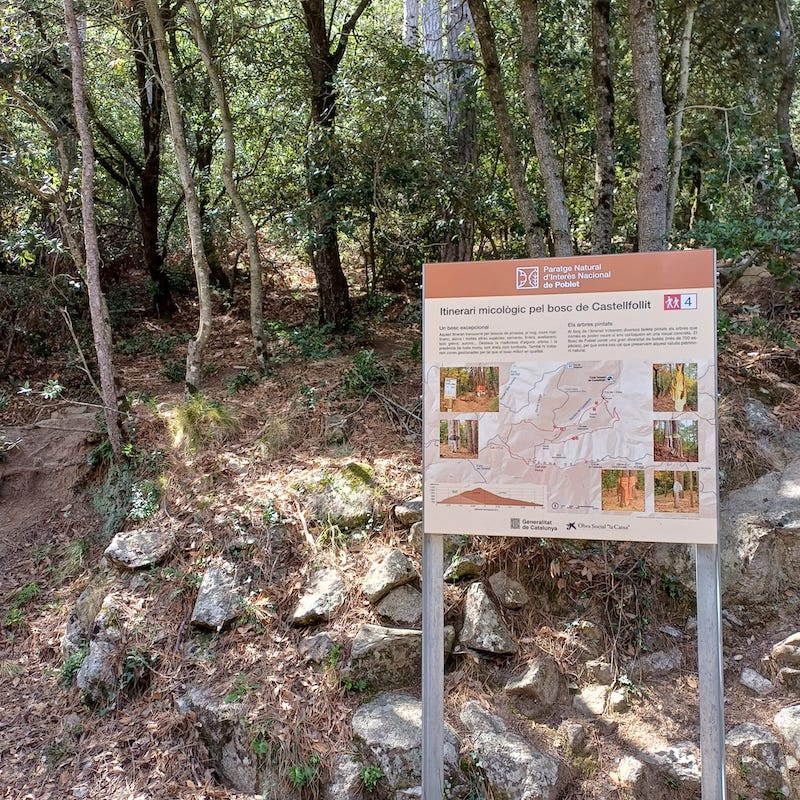 excursió bosc pintat de poblet