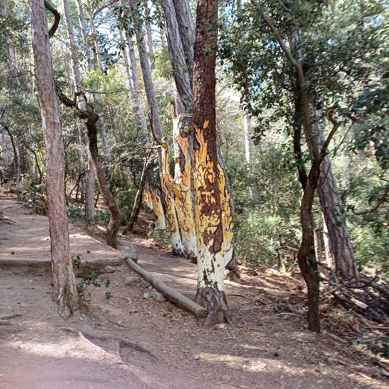 excursió bosc pintat de poblet
