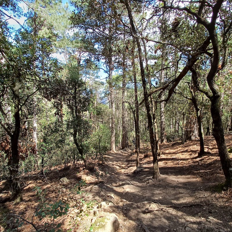 excursió bosc pintat de poblet