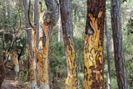 excursión al bosque pintado de Poblet