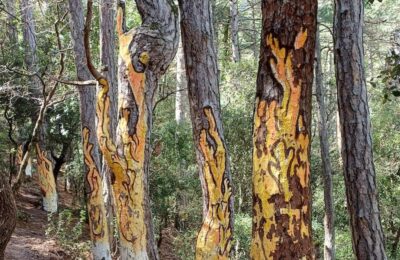 excursión al bosque pintado de Poblet