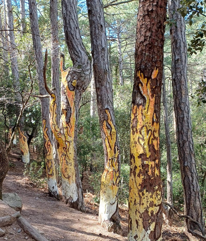 excursión al bosque pintado de Poblet